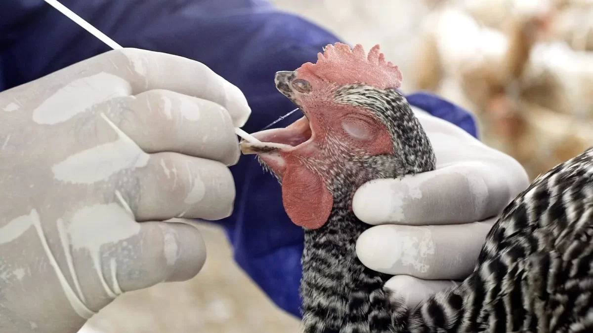 Costa Rica confirma tres casos de gripe aviar