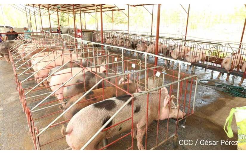 Nicaragua aumenta 2.1% producción de carne de cerdo en el 2022