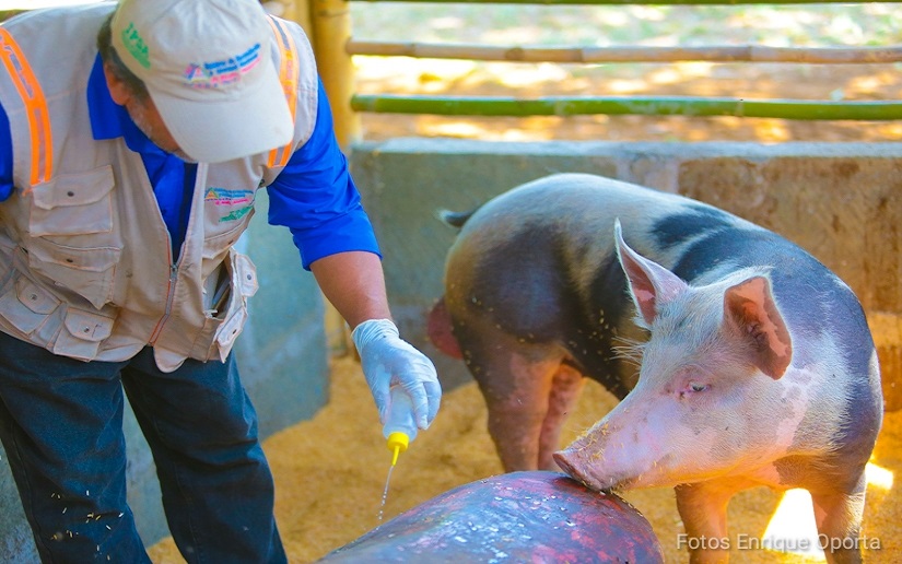 Nicaragua avanza en el mejoramiento genético porcino