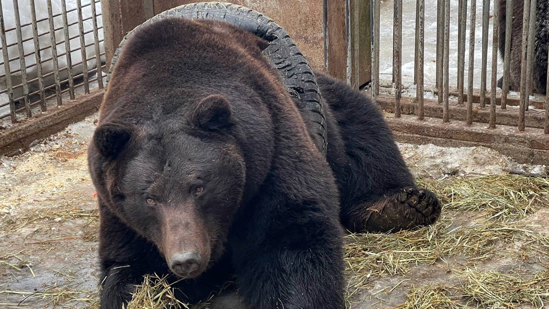 Rescatistas salvan a un oso pardo atrapado en un neumático en Rusia