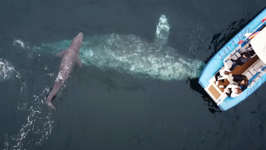 Turistas captan el nacimiento considerablemente raro de una ballena gris