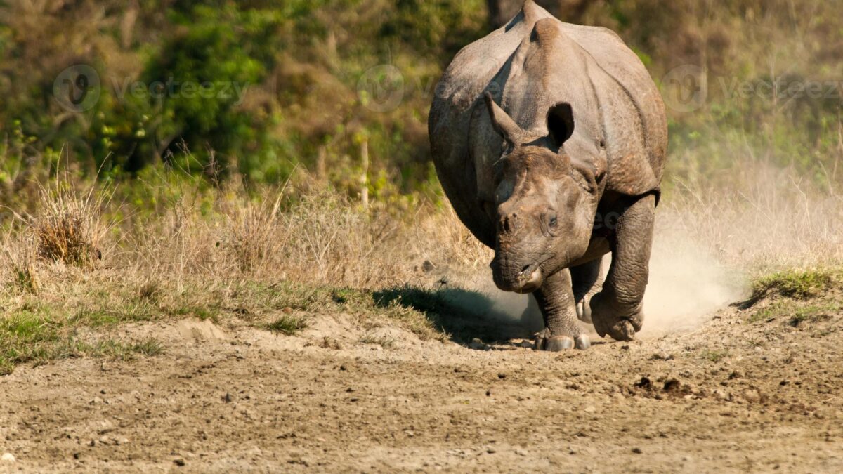 Turistas sufren gran susto al ser perseguidos por un rinoceronte en un parque de la India