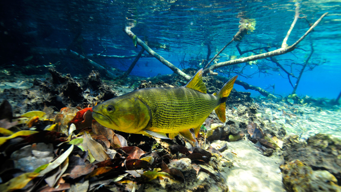 Descubren 35 nuevas especies de peces en un parque nacional en Bolivia