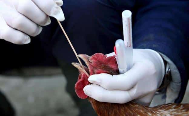 Ecuador confirma primer caso de gripe aviar en humanos