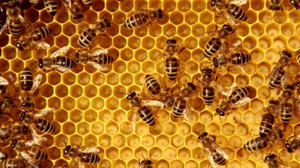 EE.UU. aprueba uso de primera vacuna para abejas en el mundo