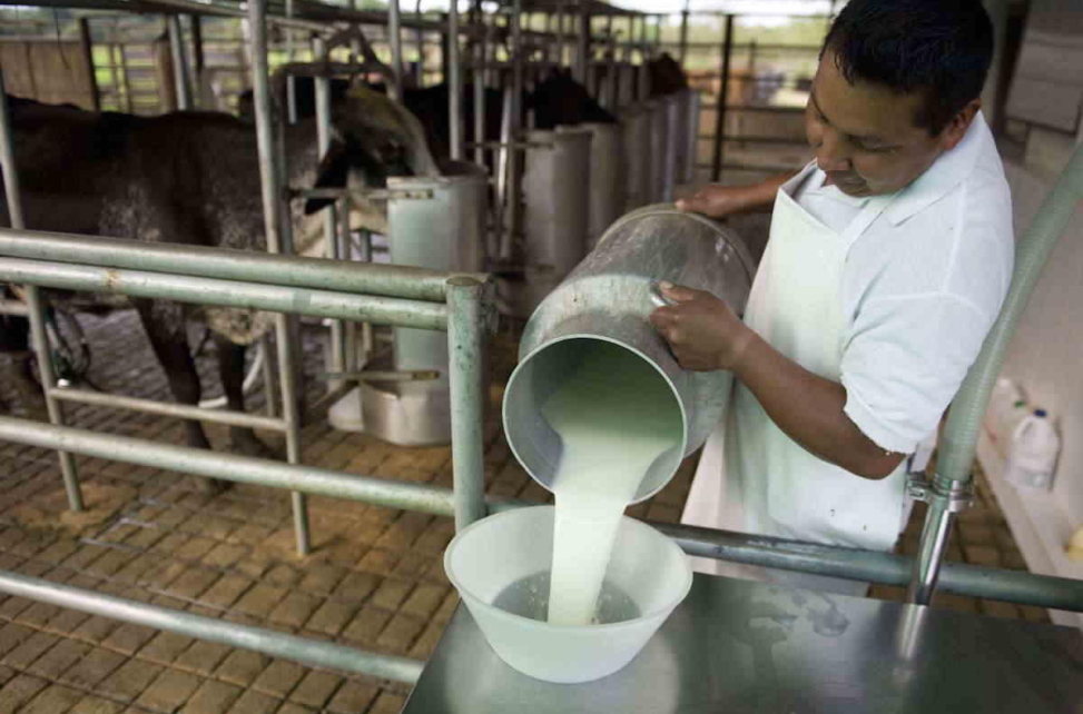 Exportaciones lácteas generarán 200 millones de divisas a Nicaragua