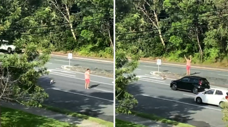 Un hombre arriesga su vida para ayudar a un koala a cruzar una frecuentada autopista