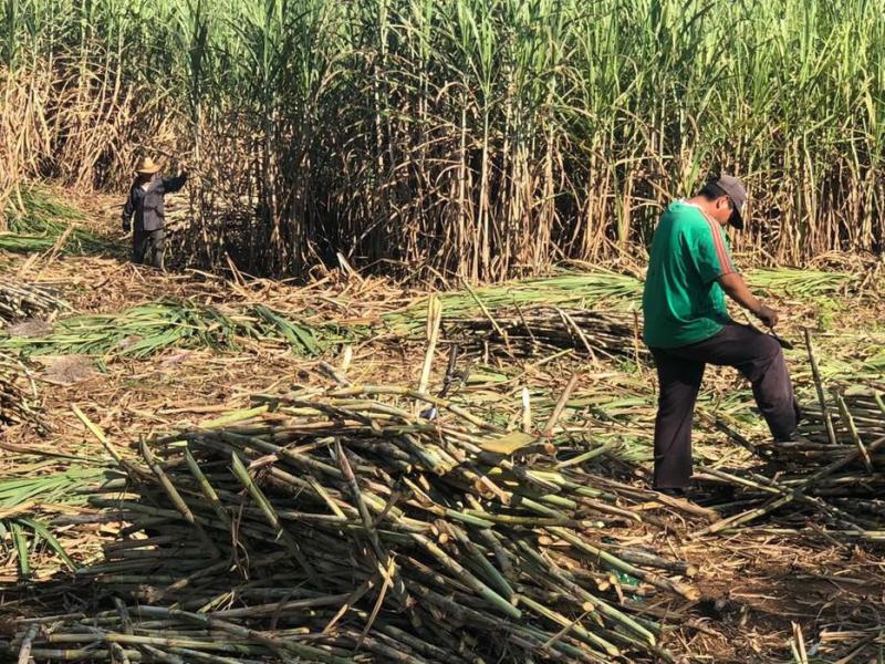 Industria azucarera aporta más de 500 millones de dólares a Nicaragua
