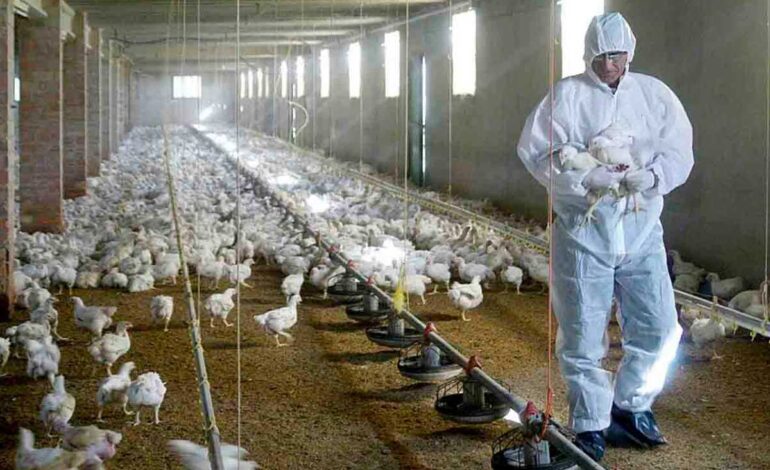 México instrumenta sistema de vigilancia contra la gripe aviar
