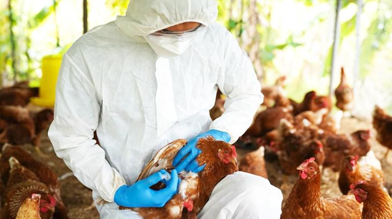 Argentina declara emergencia sanitaria tras detectar casos de gripe aviar