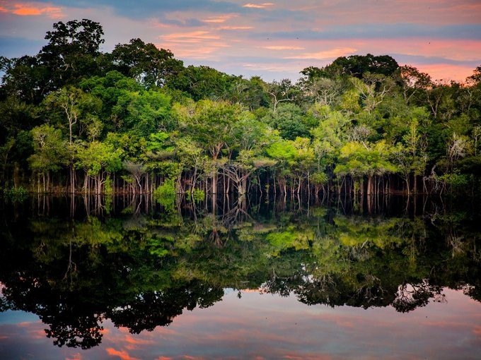 Deforestación en la Amazonía brasileña disminuye un 61 % en enero
