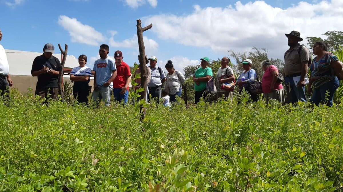 Ganaderos de Nicaragua acceden a pastos resistentes a la sequía
