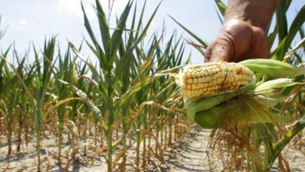 México prohíbe uso de maíz genéticamente modificado en consumo humano
