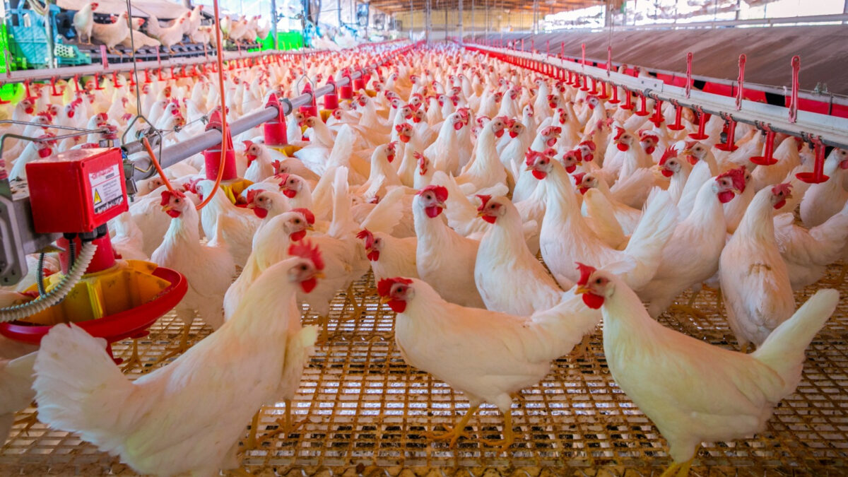 Nicaragua efectuará simulacro anti-amenaza de influenza aviar en la región
