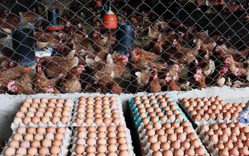 Productores avícolas de Nicaragua preparados ante amenaza de gripe aviar