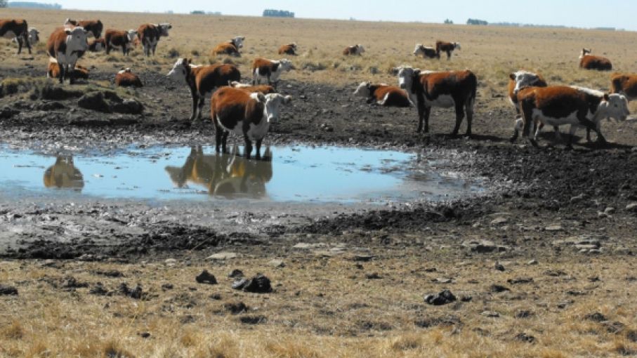 Sector agropecuario de Uruguay enfrenta pérdidas millonarias por sequía