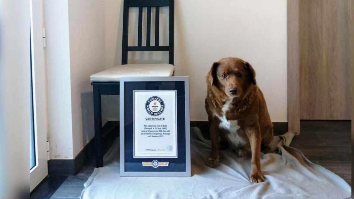 Un mastín de 30 años obtiene el Récord Guinness como el perro más longevo de la historia