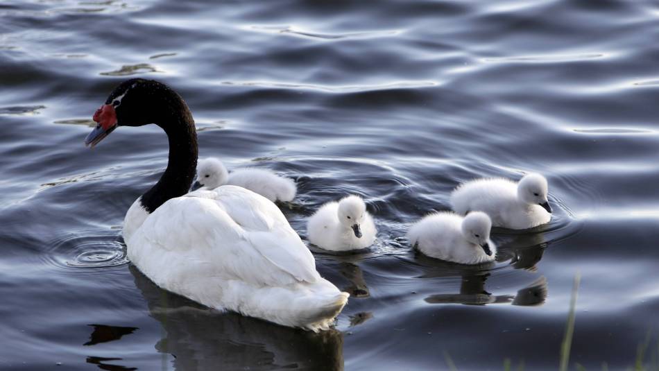 Crece mortalidad de cisnes por gripe aviar en laguna de Uruguay