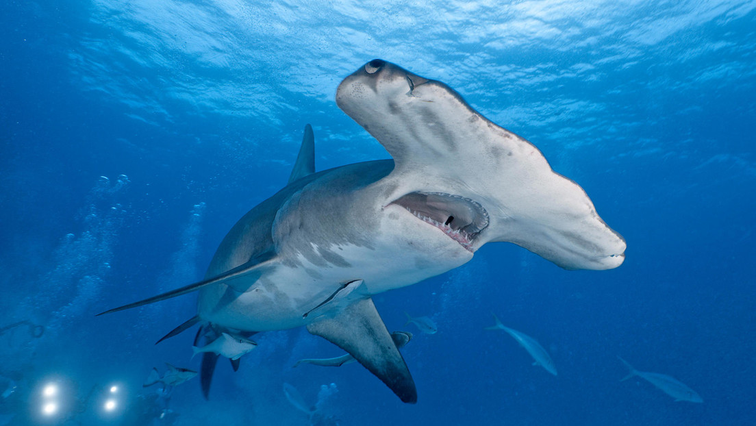 Un perro ahuyenta a un tiburón martillo frente a turistas en las Bahamas