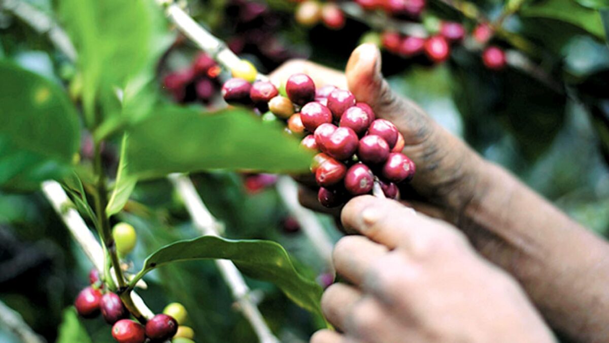 Aumento en el precio del café favorece a cafetaleros nicaragüenses
