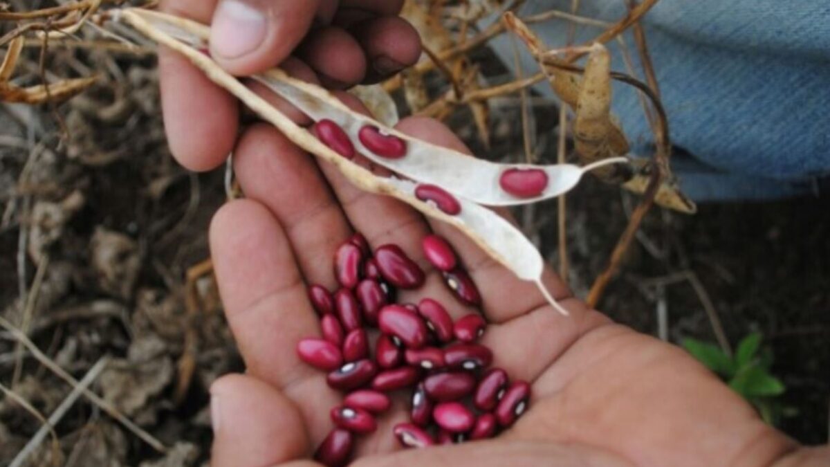 Agricultores nicaragüenses tendrán nueva variedad de frijol resistente a la sequía