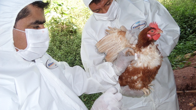 Aumenta a 26 los casos de influenza aviar en Argentina