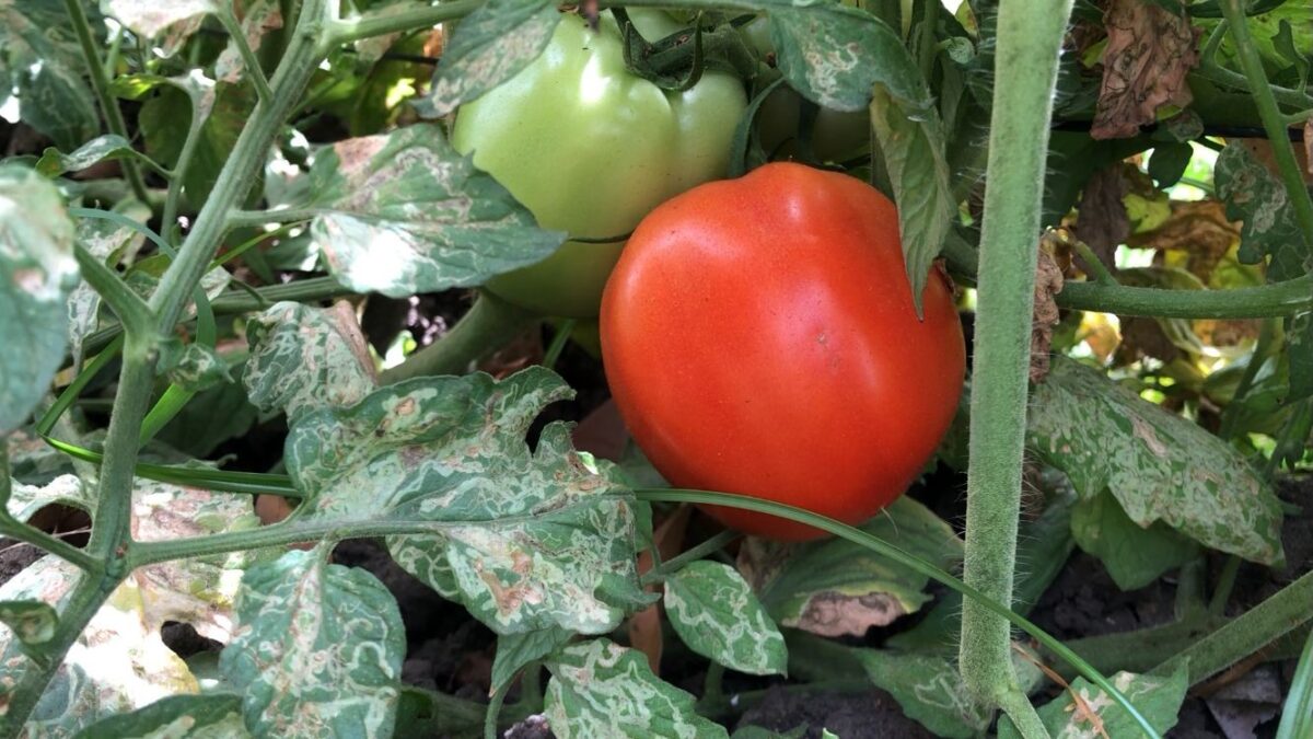 Cosecha de tomates en su apogeo en la comunidad de Tepalón
