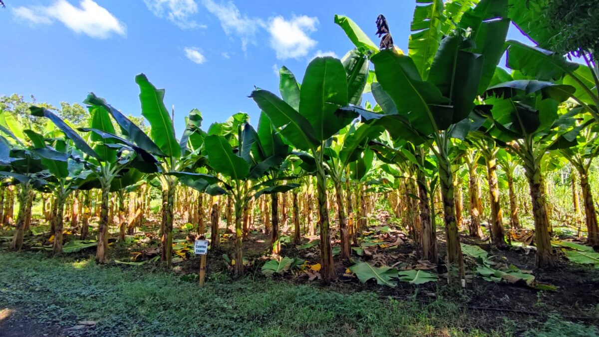 Nicaragua produjo más de mil millones de unidades de plátano en 2022