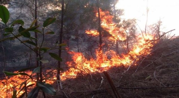 Reportan más de 4.000 hectáreas quemadas por incendio en Cuba