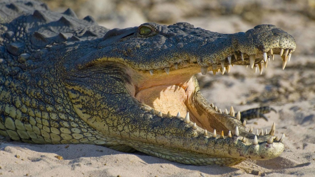Captan momento en que un cocodrilo atraviesa fácilmente una valla metálica en Florida