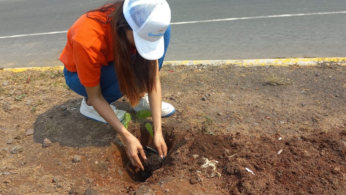 Jóvenes ambientalistas siembran árboles en rotonda del kilómetro 14 carretera norte