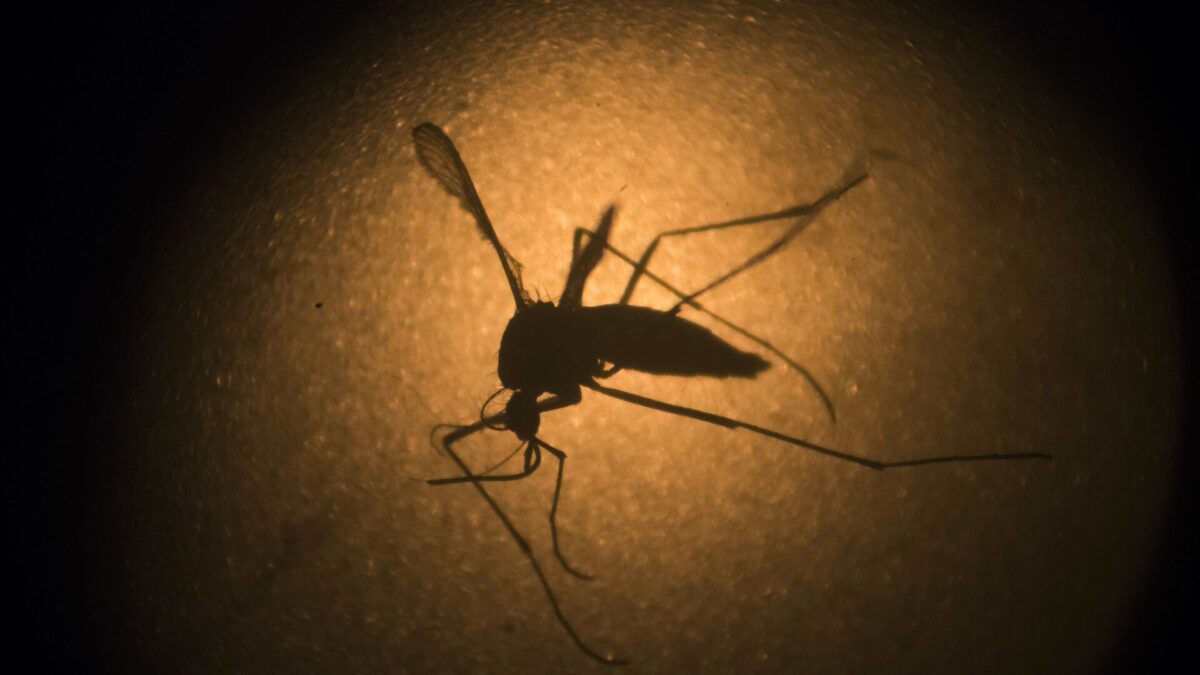 Identifican nuevos genotipos de dengue y chikungunya en Argentina
