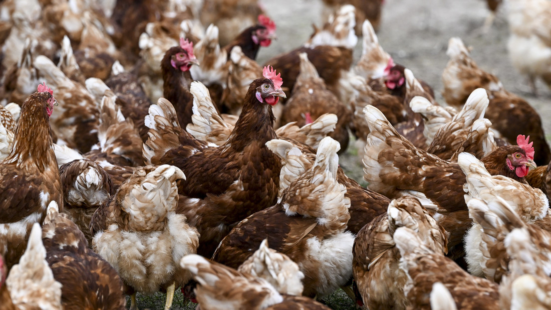 Un hombre es condenado a prisión por asustar hasta la muerte a miles de pollos