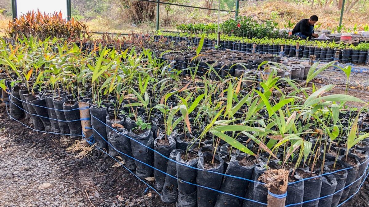 28 mil plantas serán facilitadas para reforestar en Boaco 