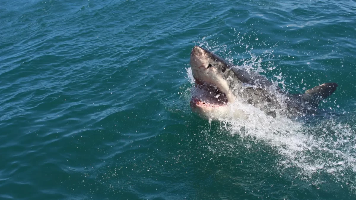 Adolescente sobrevive a un ataque de tiburón en una playa de Florida