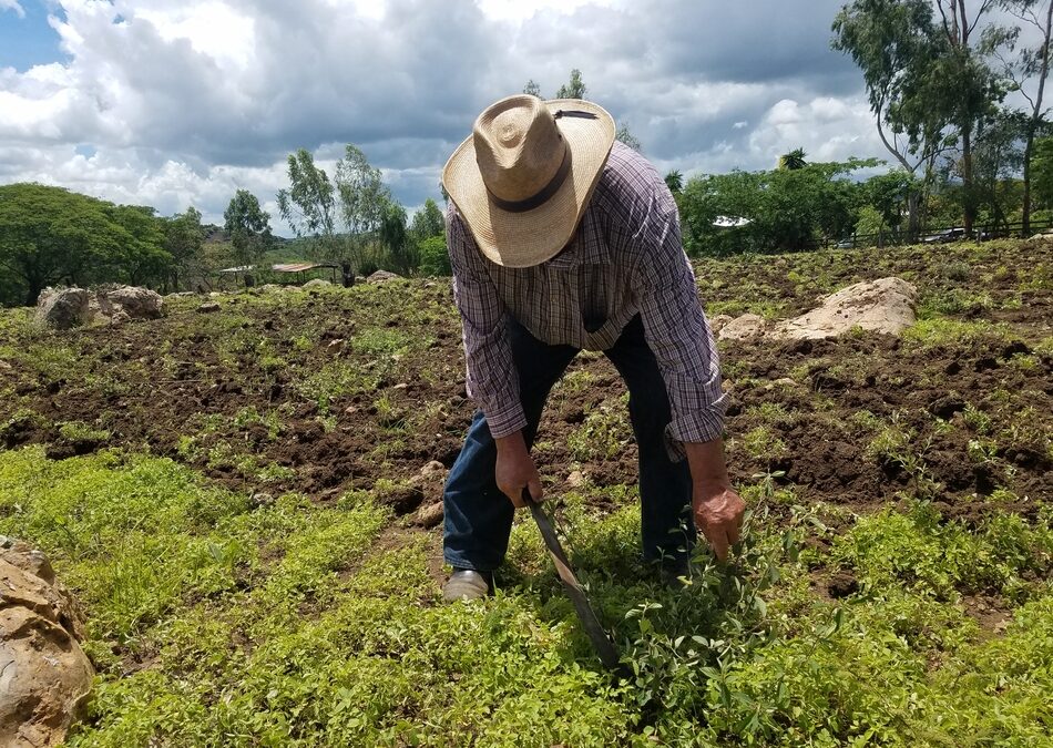 Reducción de precio en insumos agrícolas aumenta siembra de primera en Nicaragua