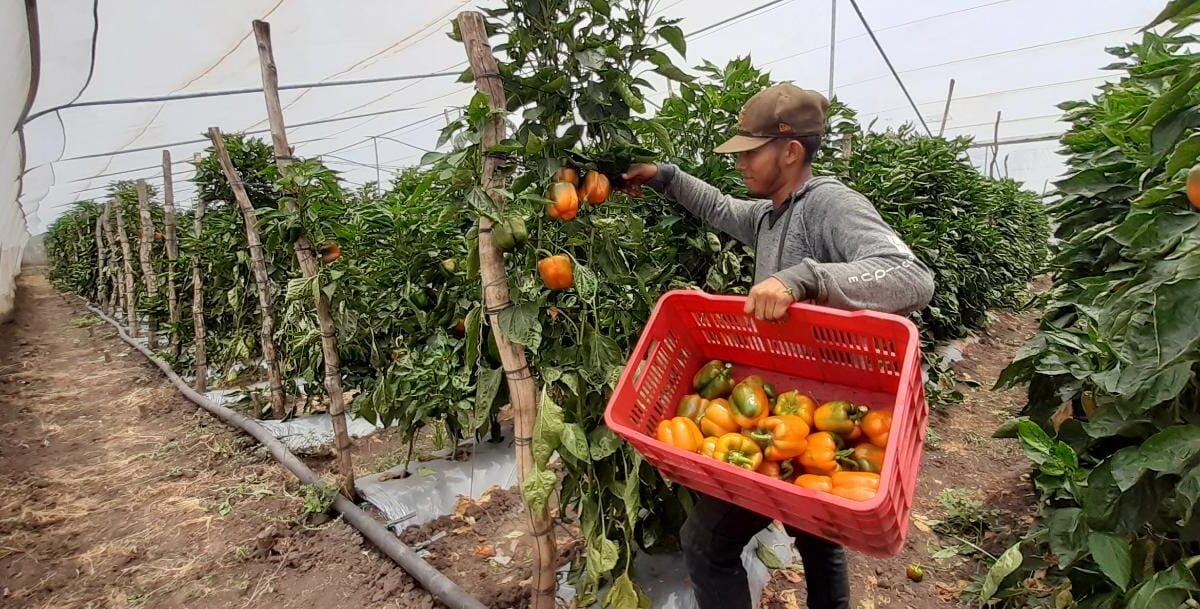 93% de frutas vendidas en Walmart son producidas en Nicaragua