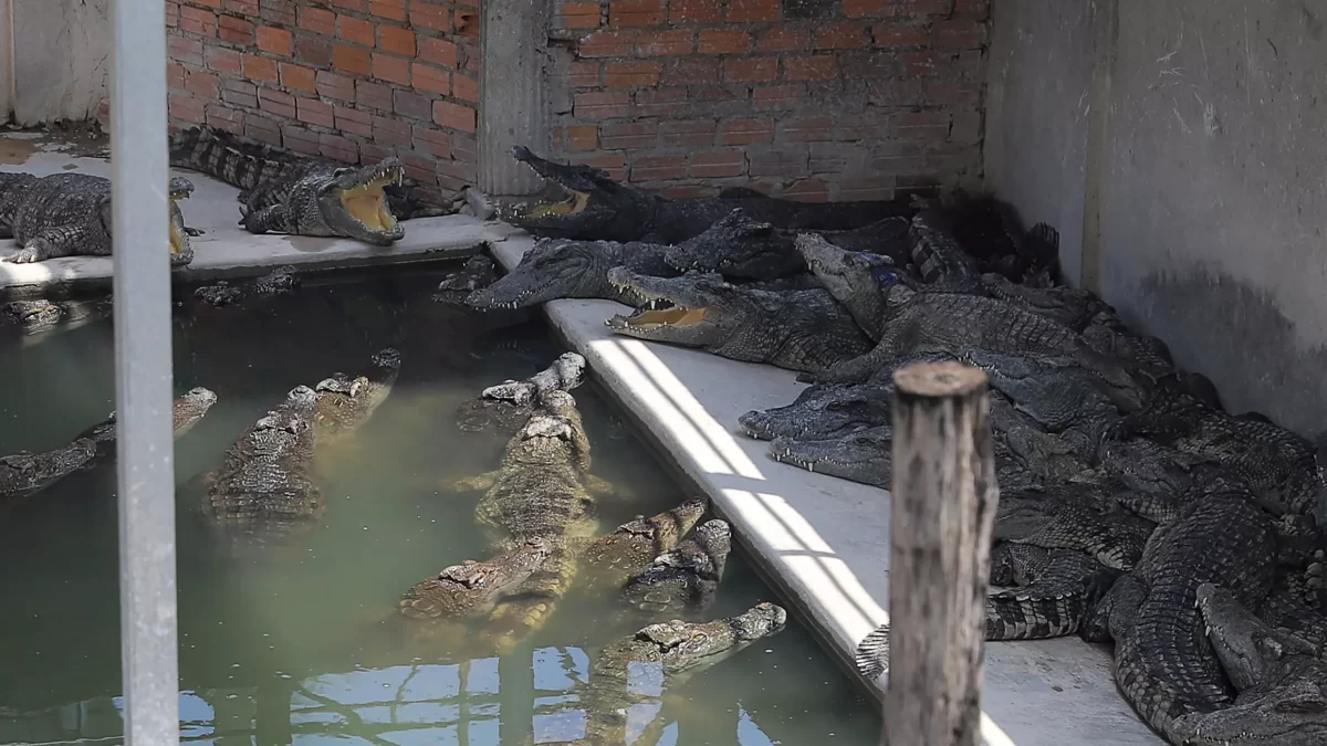 Un hombre muere atacado por 40 cocodrilos en Camboya