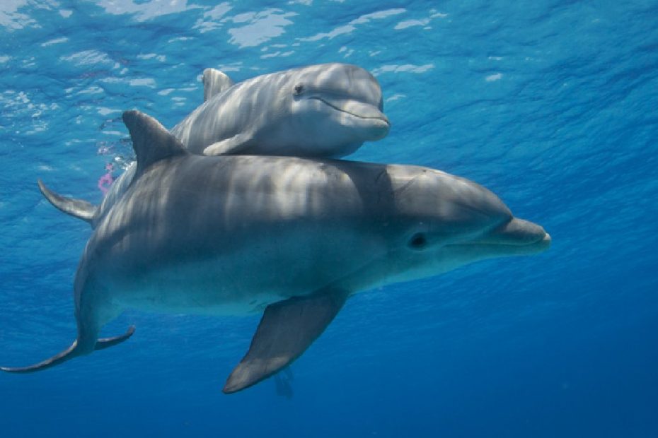 delfin, delfines, madres, lenguaje,