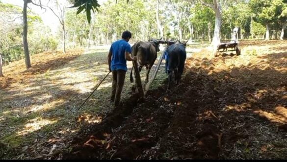 productores, carazo, produccion, siembra, cosecha,