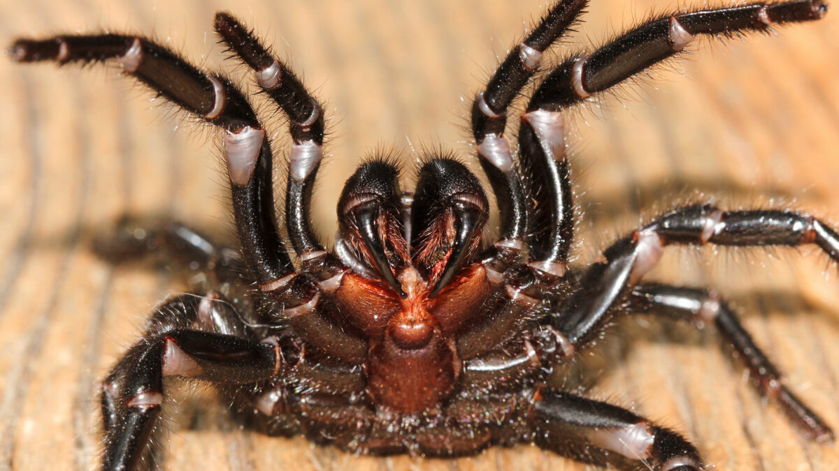 La araña más letal del mundo puede modificar su veneno