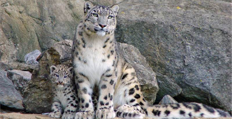 leopardos, gatitos, reserva natural, rusia,