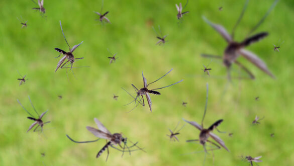 mosquitos, enfermedades, nilo occidental,