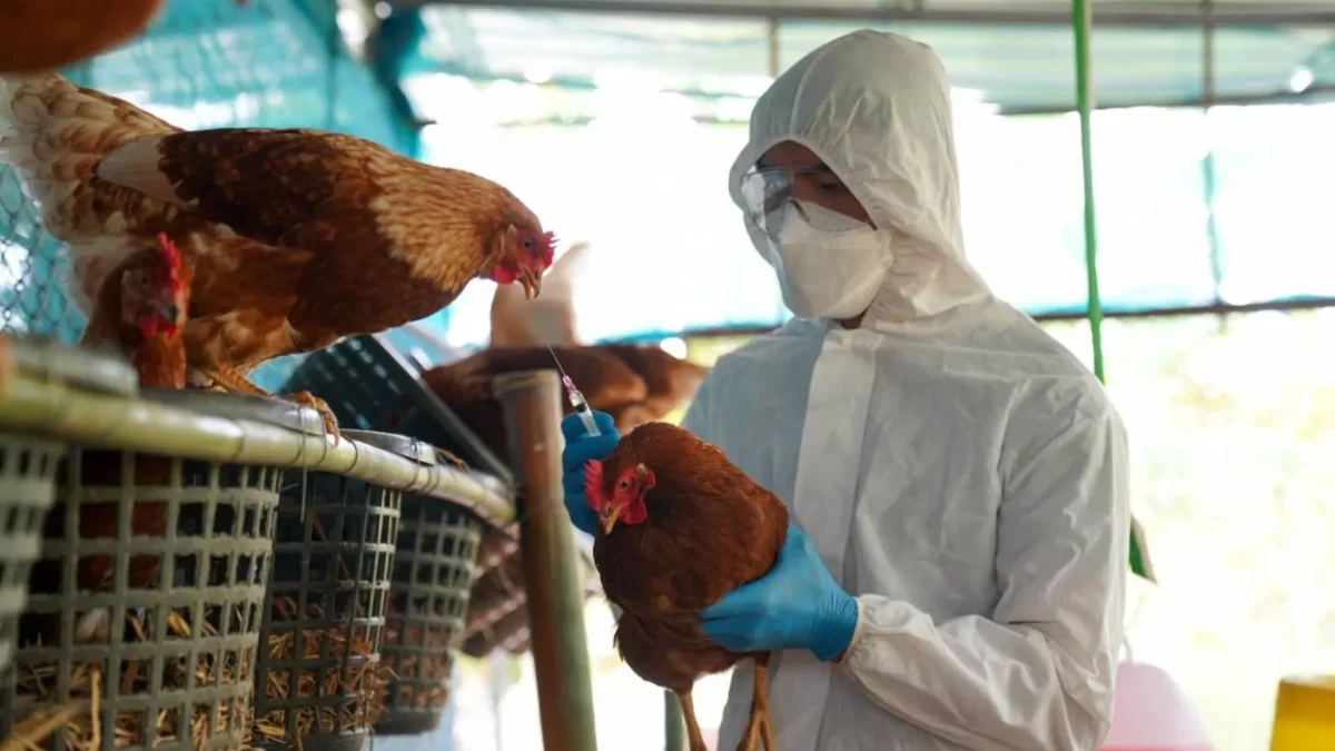 primer caso gripe aviar