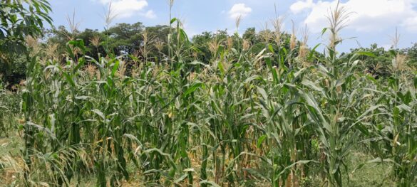 productores Managua asistencia Mefcca1