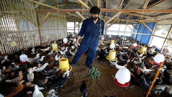 Alertan brote gripe aviar