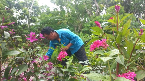 viveristas, plantas, flores, catarina,