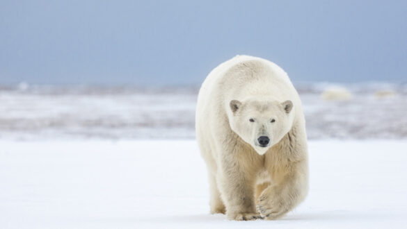 oso polar, ataque, rusia,