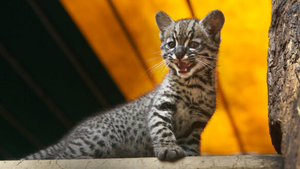 Identifican especie felino Colombia