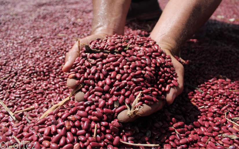 Nicaragua-exporta-frijoles-mercados1